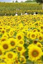 Sunflowers in full bloom in Hokkaido