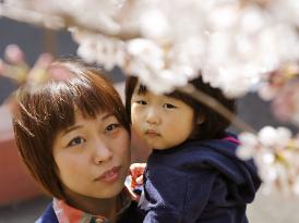 Granddaughter of "war orphan" watches cherry blossoms with daughter