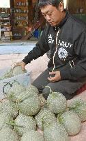 Harvest of Yubari Melon begins in Hokkaido