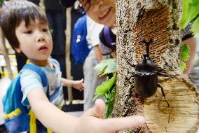 Insect exhibition opens at Tokyo Skytree Town