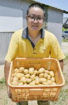Nagasaki region steps up efforts to avert potato chip crisis