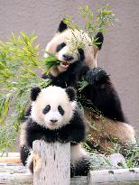 Pandas in western Japan