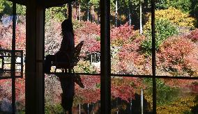 Autumn foliage in southwestern Japan park