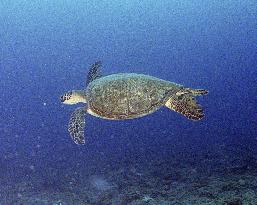 Group warns of spread of tumors among sea turtles in Japan