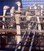 (2) Ostrich meat gaining popularity