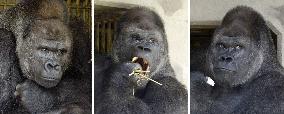 Handsome gorilla attracts crowds at Higashiyama Zoo in Japan