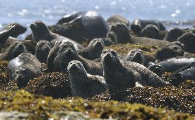 Japan downgrades harbor seals to "near-threatened" rank on Red List