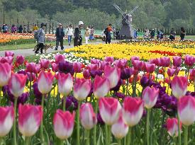 Tulip Park in Hokkaido