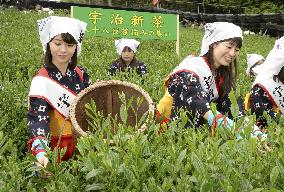 Tea picking in Kyoto