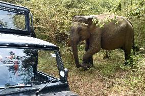 Asian elephants in Sri Lanka