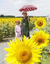 Sunflower fields in Japan