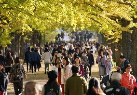 Ginkgoes in autumn color in Tokyo