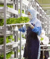 Vegetable 'factories' grow in number to secure stable supplies