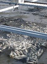 Local gov't to ban transport of carp suspected of infection