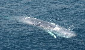 Distressed whale found floating near Tokyo Bay