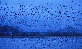 Tens of thousands of geese taking off from Hokkaido pond