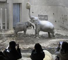 Asian elephants at Sapporo zoo