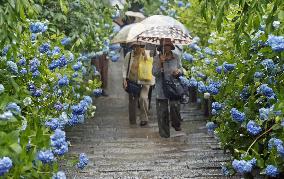 Hydrangeas at Kamakura temple