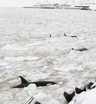 12 killer whales trapped in drift ice off Hokkaido