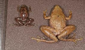 New species of miniature frog discovered in Malaysia