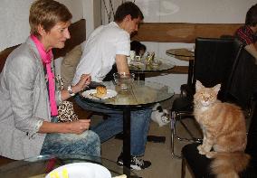 Austria's first cat cafe in Vienna