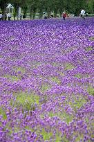 Lavenders in full bloom in Hokkaido