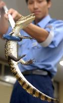 Crocodile captured at hospital parking lot in Nagoya
