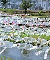 Residents set up 7,000 plastic-bottle pinwheels