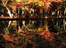 Autumn-colored Sogi Park lit up