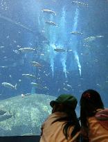 Aquarium aims to recover swarm of tuna