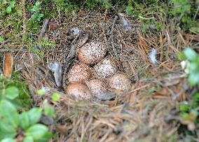 Ptarmigan eggs in nest on Mt. Norikura