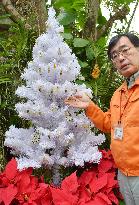 Christmas tree decorated with butterfly chrysalises