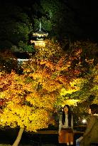 Maple trees lit up at Kyoto temple