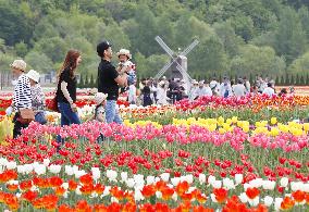 Tulips bloom at Hokkaido park