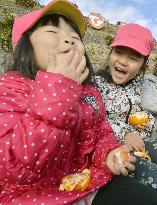 Fruit picking in Fukushima