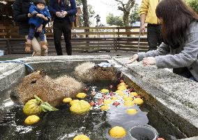 Capybaras bathe with yuzu