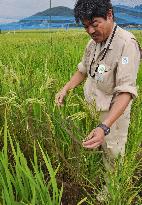 Searching for radiation-resistant rice