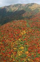 Mt. Kurikoma in autumn colors