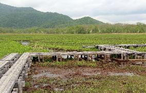 Marshland damaged by deer in Oze National Park