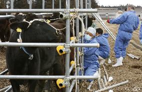 Researchers draw blood of cows in Fukushima Pref.