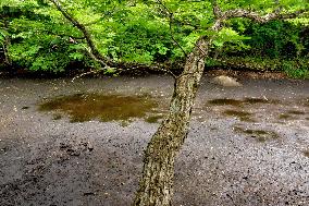 Spawning habitat of green tree frogs dried out