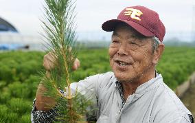 Tsunami survivor grows pine seedlings in northeastern Japan
