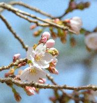 Cherry blossoms bloom in Kochi