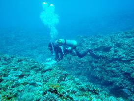 Diver examines coral reel in Nago