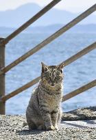 "Cat Heaven Island" in tourism spotlight but locals ambivalent