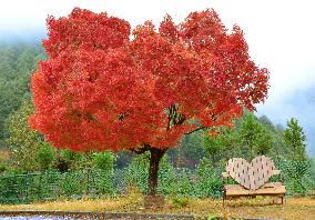 Heart-shaped maple tree in Kyoto turns red