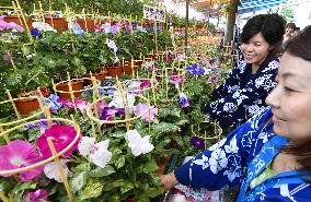 "Morning glory fair" in Tokyo