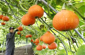 "Flying pumpkins" to be harvested in Hokkaido