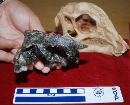 85 mil.-year-old dinosaur skull found in Kumamoto Pref.