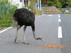 Ostrich in Fukushima no-entry zone